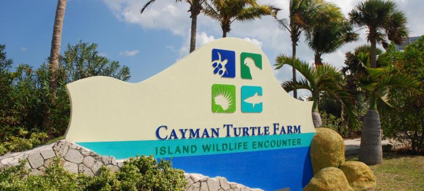 The Cayman Turtle Farm is Abusive and Cruel-Please Help Stop Tourism Animal&nbsp;Abuse